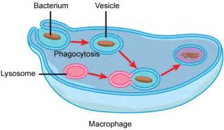 Vesicles And Vacuoles Lysosomes And Peroxisomes Mt Hood Community