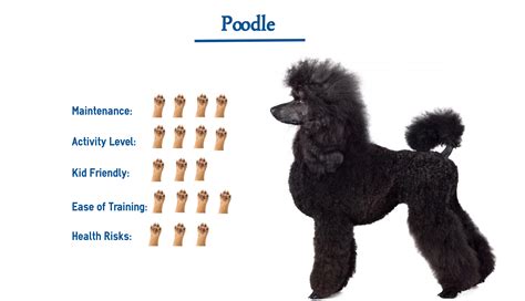 Toy Poodle Behavior Characteristics Wow Blog
