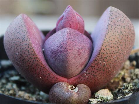 We did not find results for: Split Rock Succulent Pleiospilos Nelii 'Royal Flush ...