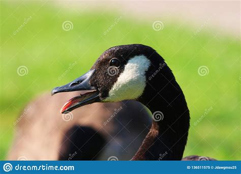 Close Up Of A Canadian Goose Stock Image Image Of Goose Green 136511575