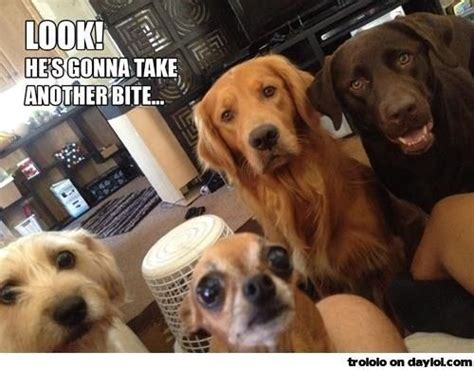 These Dogs Just Cant Stop Staring You When You Eat Memes Love My Dog