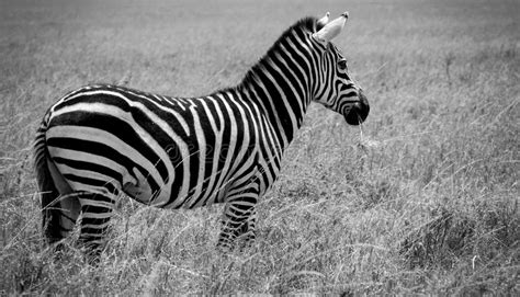 Zebra Head Side Profile Picture Black And White Stock