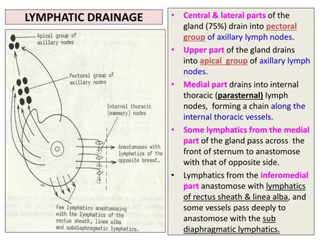 Lymphatic Drainage Of Mammary Glands Best Drain Photos Primagemorg