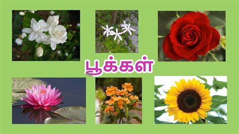 Flowers Name List English And Tamil Home Alqu