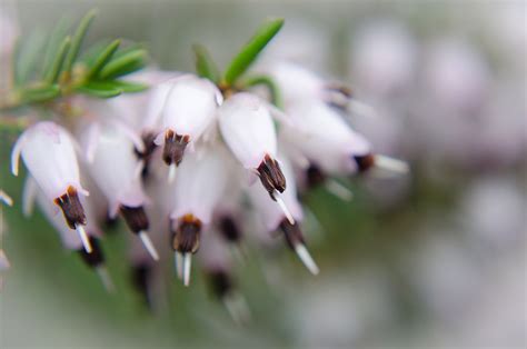 Nice Flower Free Stock Photo Public Domain Pictures