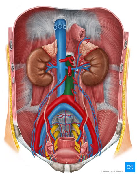 Abdominal Anatomy Medical Illustrations Muscle Vascular Abdominal