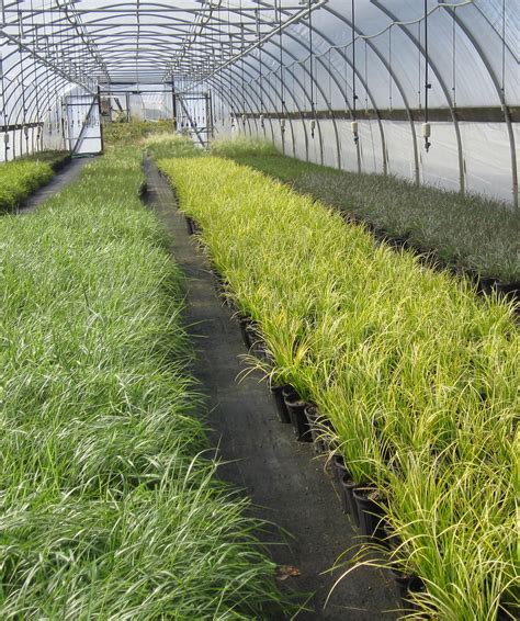 Ten Tips For Growing Grasses In Production