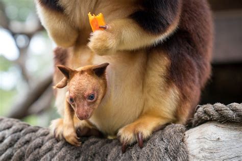 Meet Chimbu The Blue Eyed Bear Eared Tree Kangaroo Your Cuppa Can