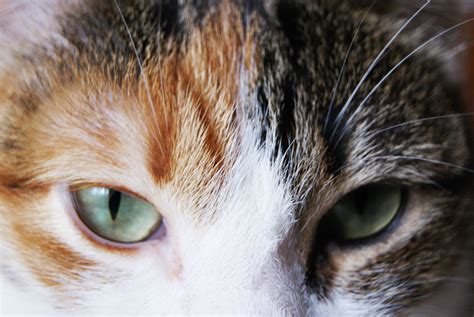 Beautiful Cat Eyes Beautiful Cat