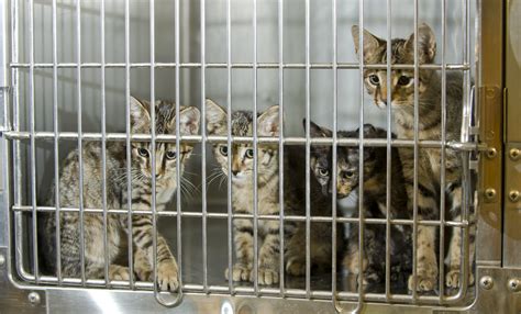 Visit the shelter and meet all of our adoptable animals. National Adopt a Shelter Pet Day - American Humane ...