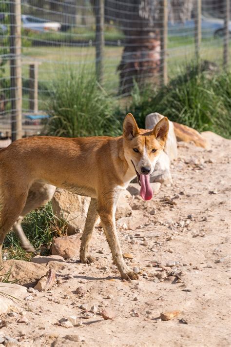 Donate Dingo Den Animal Rescue
