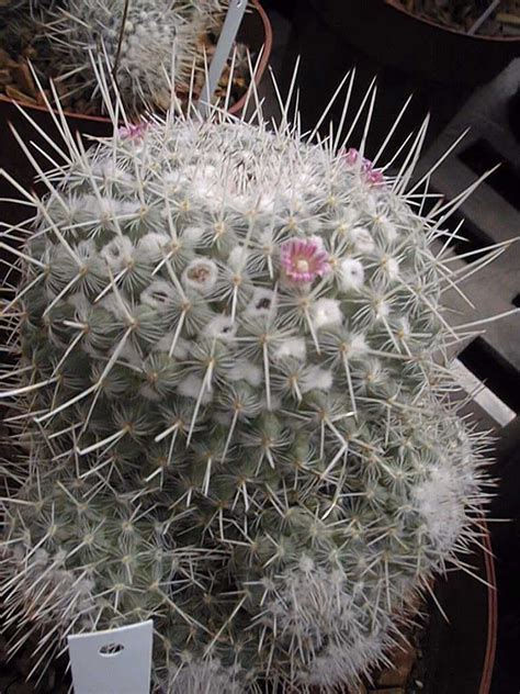 Giant snake cactus plants have very long stems. Mammillaria geminispina