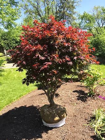 Complete Guide To Japanese Maples Planting Buying Japanese Maples