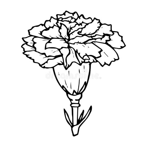 Carnation Flower Contour Drawing Black Isolated On White Background