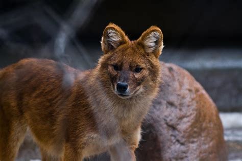Animals Anonymous Dhole And African Wild Dog By Mouselemur On Deviantart