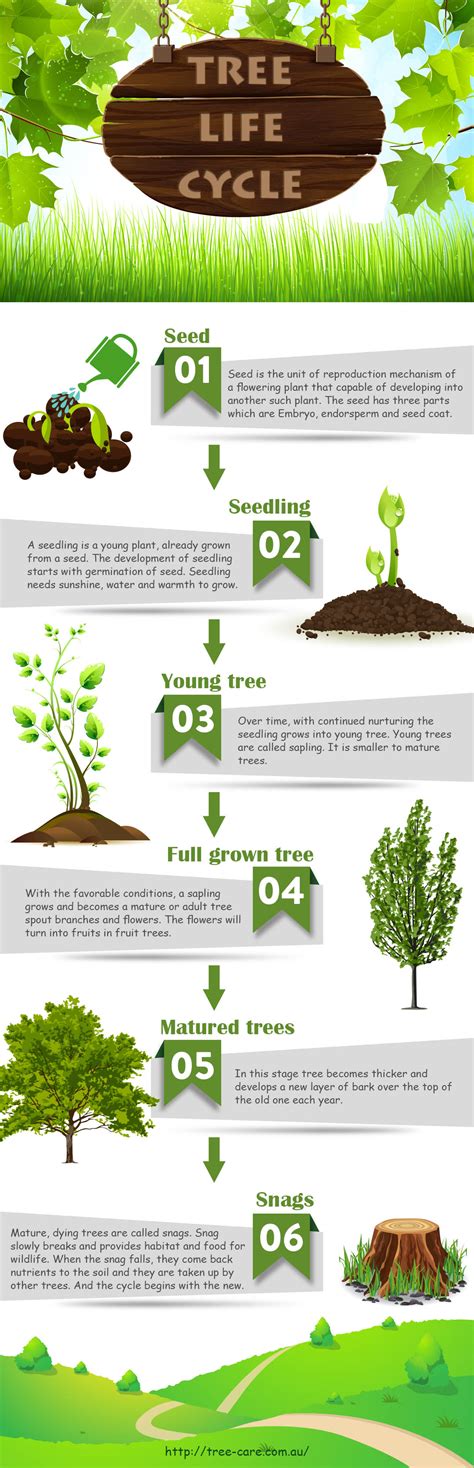 Infographic Life Cycle Of A Tree Infographic Place Tree Life Cycle