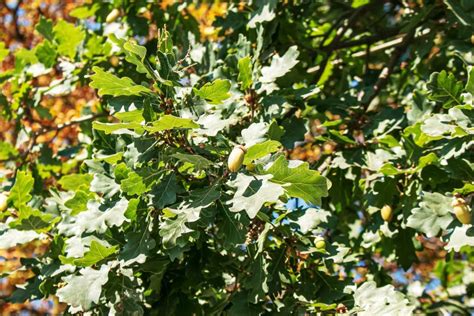Branch Of Pedunculate Oak With Acorns In Summer The Latin Name For