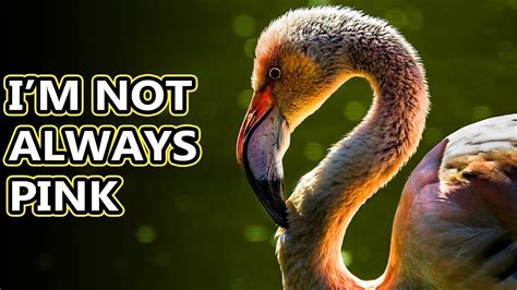 Flamingo Facts Living In Extreme Environments Animal