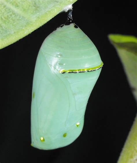 Everything About Butterfly Butterfly Chrysalis Butterfly Pupa