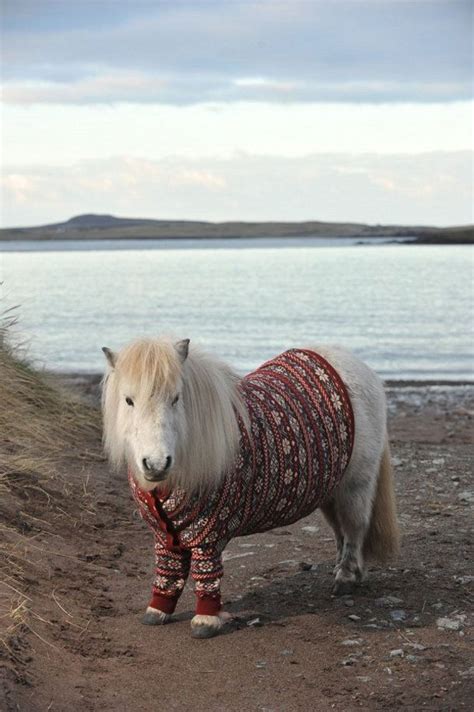 Pin By Keslie Orear On Irishscottish Cottage Dreams Pony Horses Pets