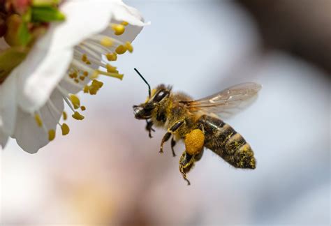 Pollination 101 What Everyone Needs To Know About Bees Fresh Forward