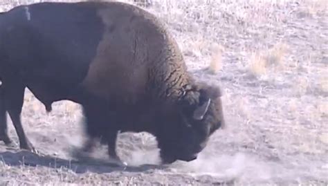 Bison Officiallly Designated National Mammal Of Us