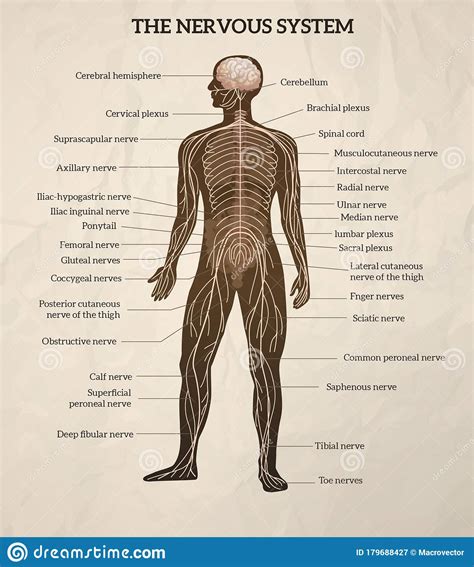 Neuroscience for kids invertebrate nervous system. Human Nervous System stock vector. Illustration of classic ...