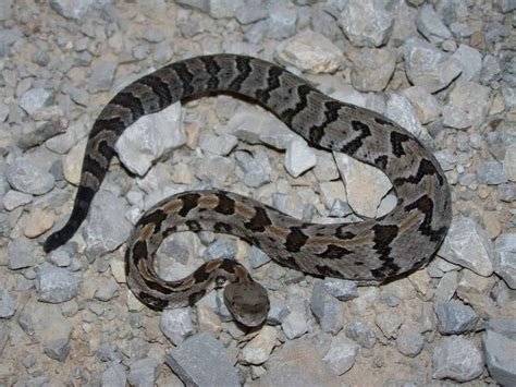 Fact About Rattlesnake And Their Babies Rattlesnake Poisonous