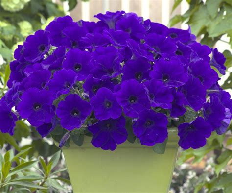 Petunia F1 Trilogy Blue Petunia Flower Flower Garden Beautiful Flowers