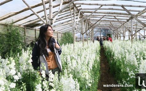 Northern Blossom Flower Farm Atok Benguet What You Should Know