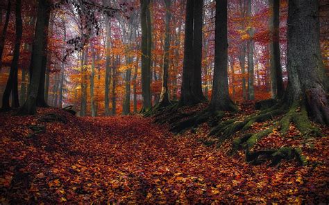 Tapety Slunečnímu Záření Stromy Krajina Podzim Listy Příroda
