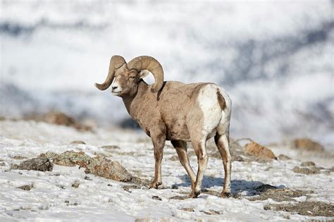 Rocky Mountain Bighorn Sheep Photograph By Ralf Kistowski Pixels