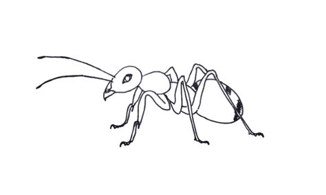 How To Draw An Ant 7 Easy Step By Step Tutorial Drawwiki