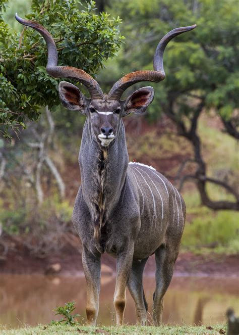 Kudu Caldwell Safaris