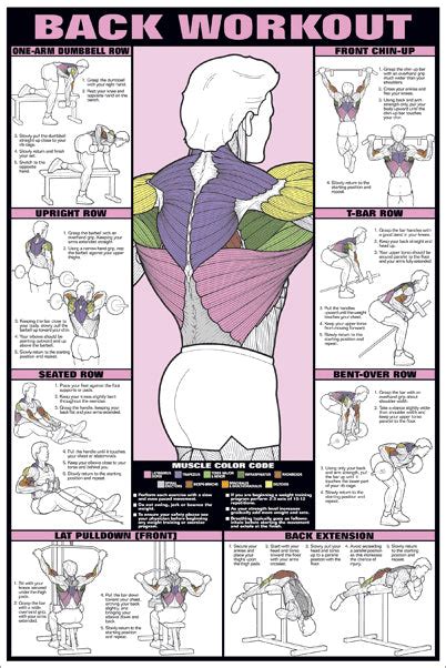 chest workout professional fitness gym instructional wall chart poster co ed edition fitnus