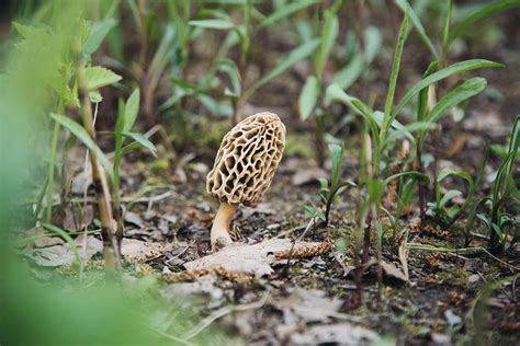 Tips For A Successful Morel Mushroom Hunt In The Escanaba Area Visit
