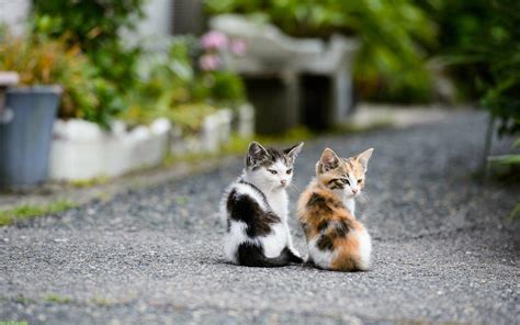 Cute Kittens Hd Wallpapers Wallpaper Cave
