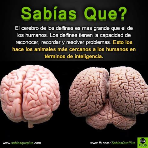 Hermosos animales sabíasque sabiasqueplus sabiasque curiosidades