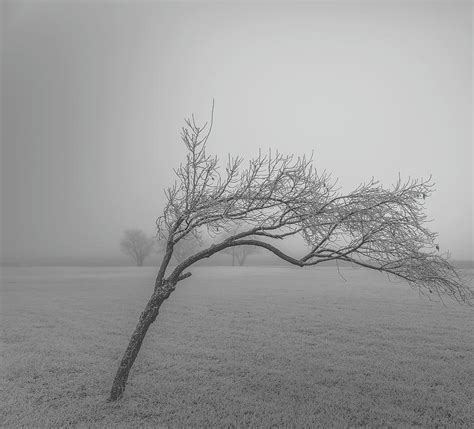 Leaning Tree Photograph By Jackie Eatinger Fine Art America