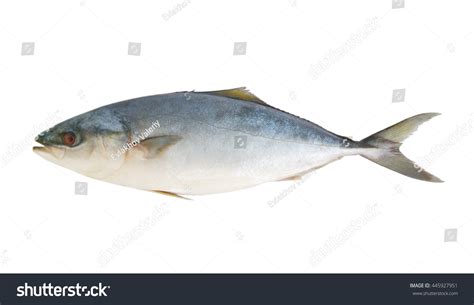 Big Yellowtail Amberjack Fish Seriola Lalandi Stock Photo 445927951