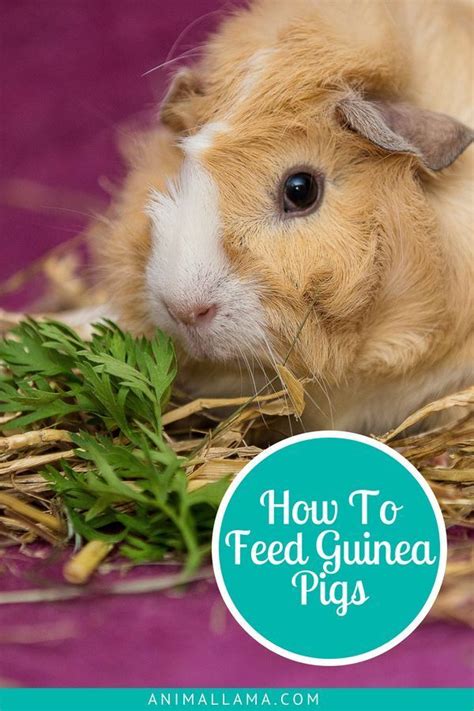 Feed your guinea pig pellets. Pin on Pet Articles