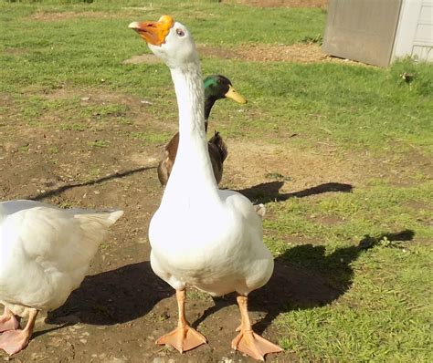 Male Or Female Goose