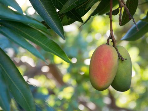 Mango Tree Care How Do You Grow A Mango Tree
