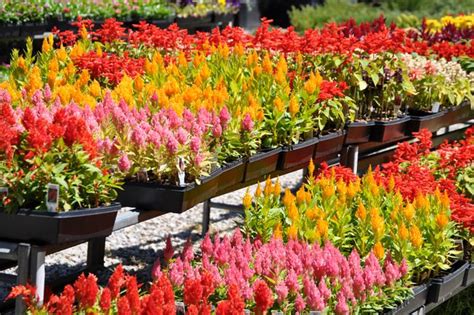 Flowers are one of the most beautiful creations of nature. Easy Fix for Fall : Flowers to Wake Up your Garden • The ...