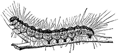Fallweb Worm Caterpillar Clipart Etc
