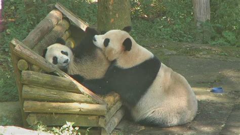Watch The Giant Panda Toddlers Play At The Gengda Wolong Panda Center