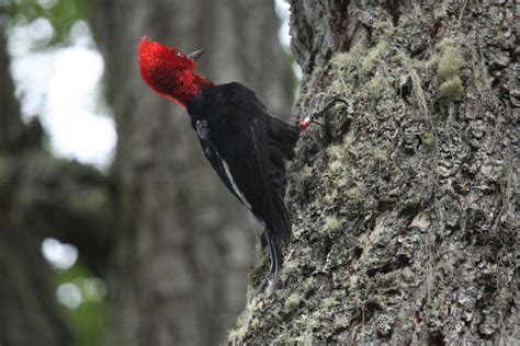 Invasive Mink Threatens South Americas Largest Woodpecker Live Science