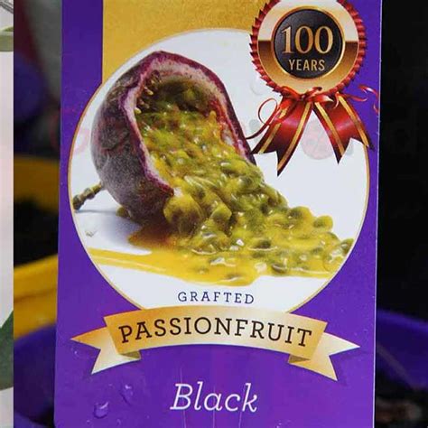 passionfruit grafted nellie kelly black 14cm pot gardenworld