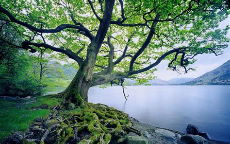 Trees Moss Lake Nature Landscape Roots Wallpapers Hd Desktop And