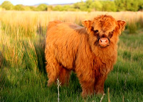 Highland Cattle Wallpapers Animal Hq Highland Cattle Pictures 4k